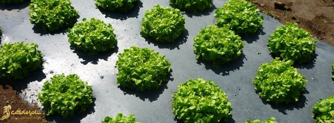 بسته بندی صیفی جات | بسته بندی صیفی جات صادراتی | بسته بندی صیفی جات خشک | انواع بسته بندی صیفی جات | نایلون بسته بندی صیفی جات | پلاستیک صیفی کاری | خرید پلاستیک صیفی جات | قیمت نایلون صیفی جات | قیمت پلاستیک صیفی کاری | بسته بندی سبزیجات و صیفی جات | نایلون کشت صیفی جات | قیمت نایلون کشت صیفی جات | قیمت پلاستیک صیفی جات